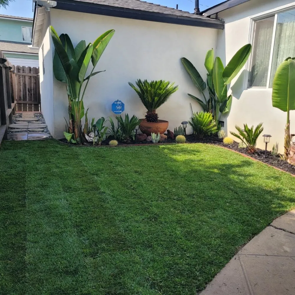 Local yard maintenance in Westminster, CA by Asencion Landscape