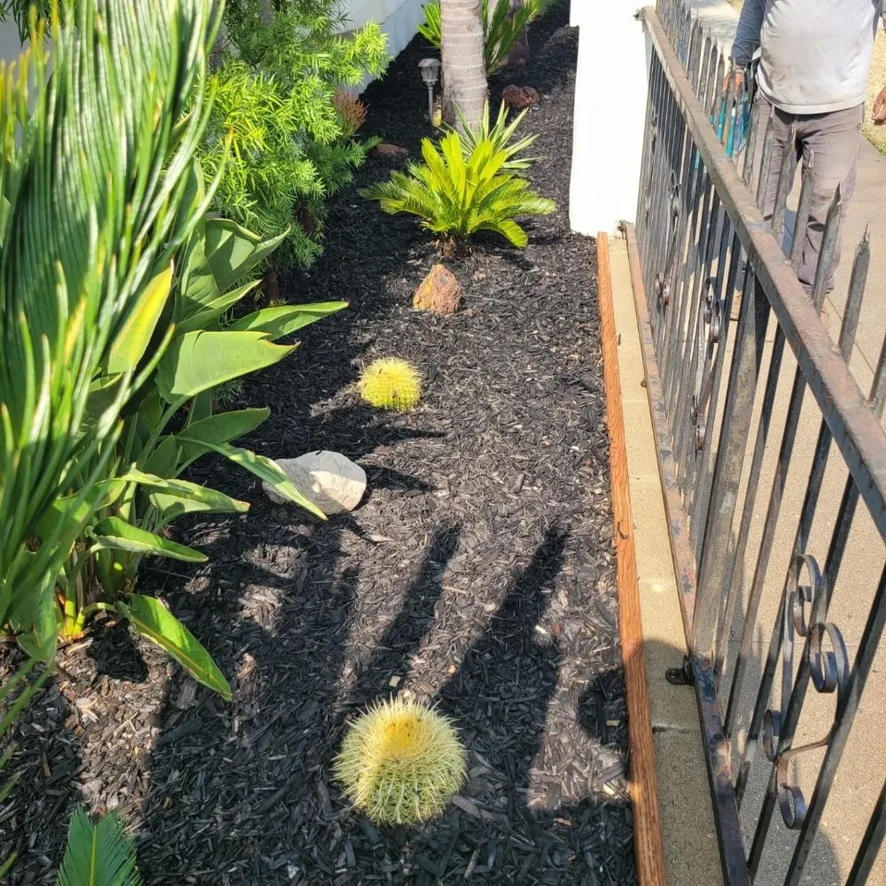 Top-rated landscape installation for year-round maintenance in Westminster, CA by Asencion Landscape