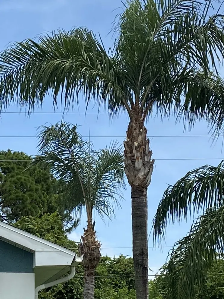 Local yard maintenance for homes across Fort Pierce, FL - Ash Landscaping