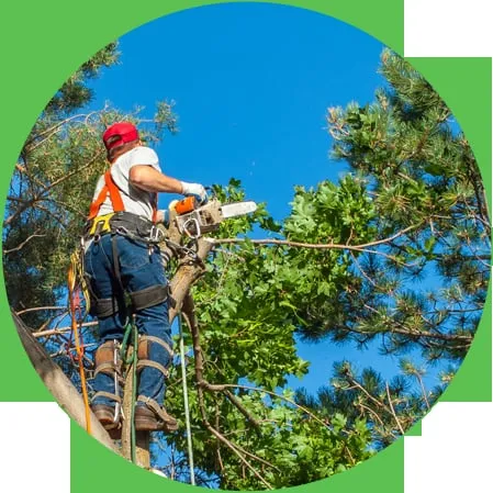 Professional landscape installation with custom design in Elgin, IL by Ash Tree Service & Landscaping