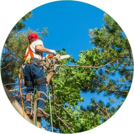 Local garden landscaping for year-round maintenance across Elgin, IL - Ash Tree Service & Landscaping