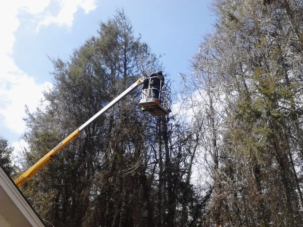 Reliable landscape design for beautiful yards across Asheville, NC - Asheville Arborcare