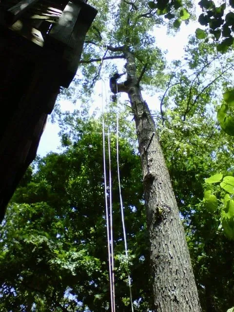 Reliable landscaping services in Asheville, NC by Asheville Arborcare