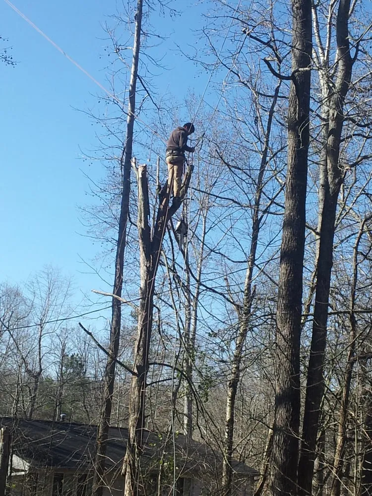 Affordable outdoor landscaping for beautiful yards in Asheville, NC by Asheville Arborcare