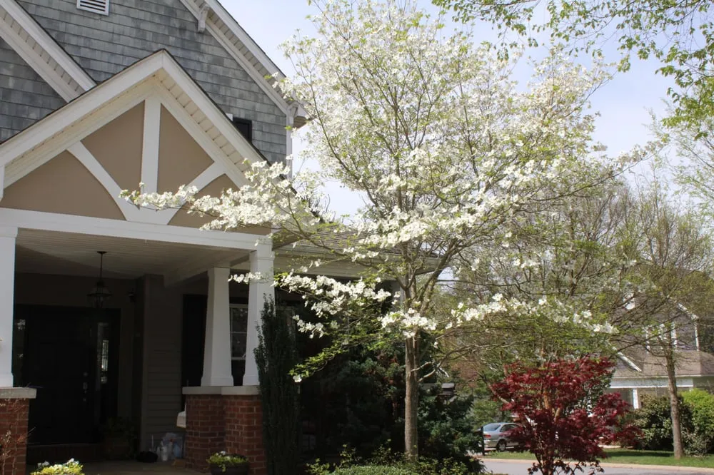 Affordable outdoor landscaping for beautiful yards across Asheville, NC - Asheville Arborcare