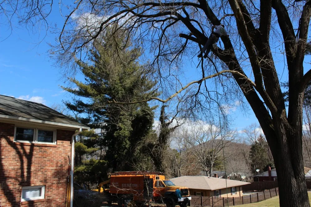 Professional lawn mowing service in Asheville, NC by Asheville Arborcare