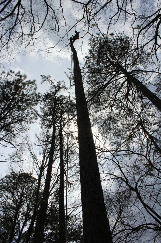 Trusted lawn mowing service for homes across Asheville, NC - Asheville Arborcare