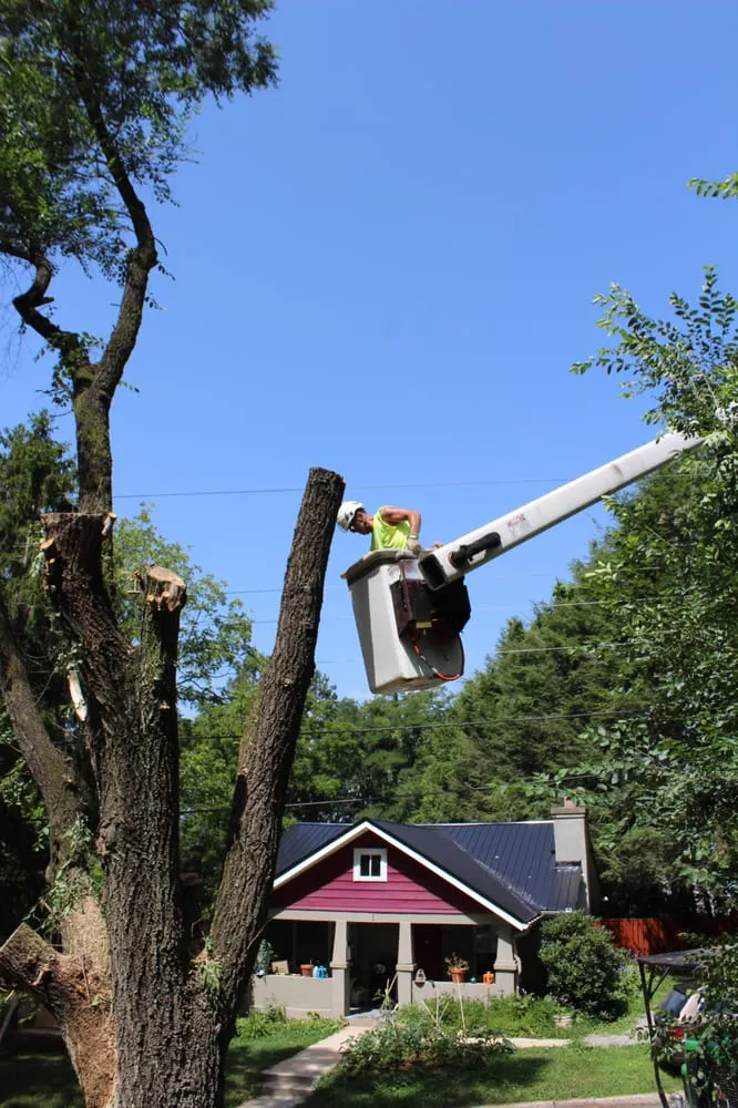 Professional landscaping services in Asheville, NC by Asheville Arborcare