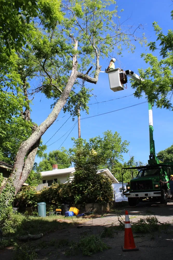 Top-rated landscape design in Asheville, NC - Asheville Arborcare