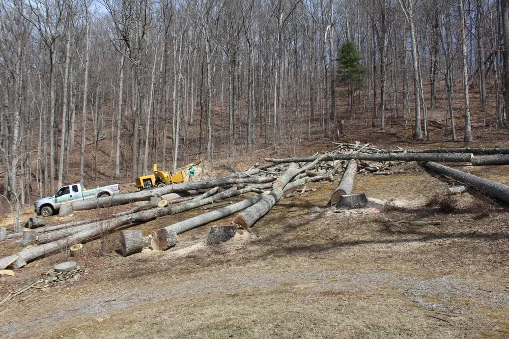 Local residential landscaping for homes in Asheville, NC by Asheville Arborcare