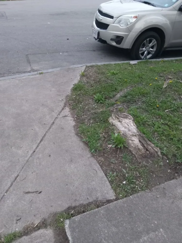 Expert yard cleanup service experts serving Rochester, NY - Ashford Landscapings