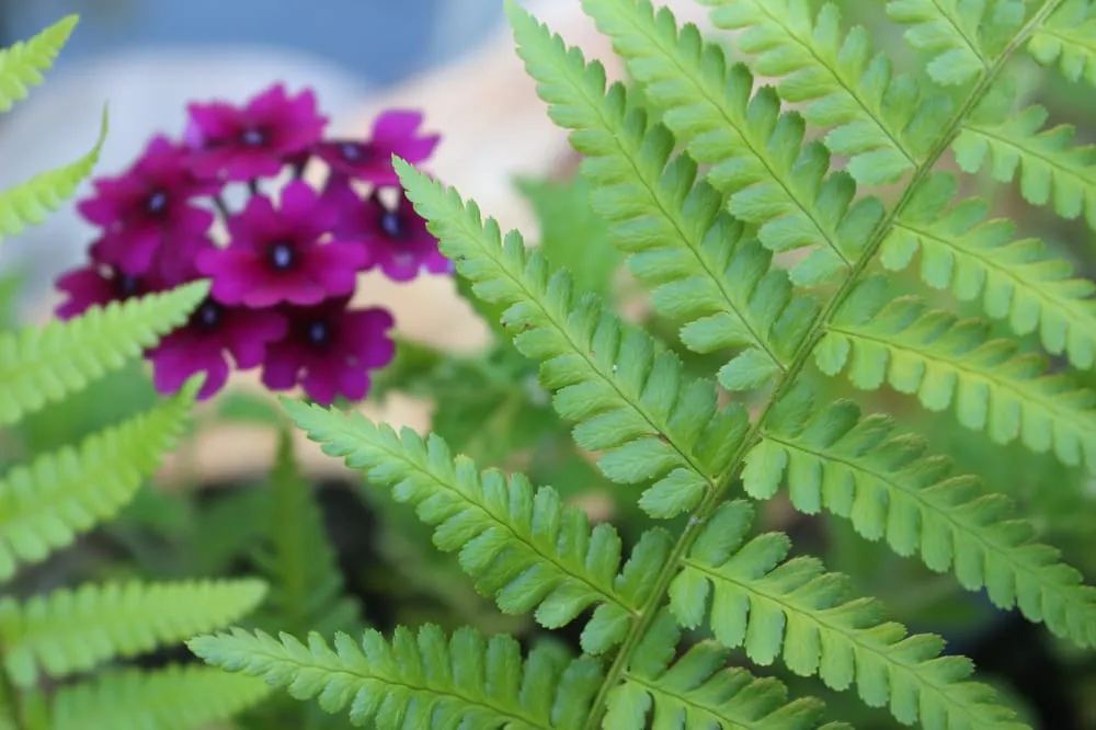 Expert residential landscaping for outdoor upgrades in Flossmoor, IL by Ashley Lane Design