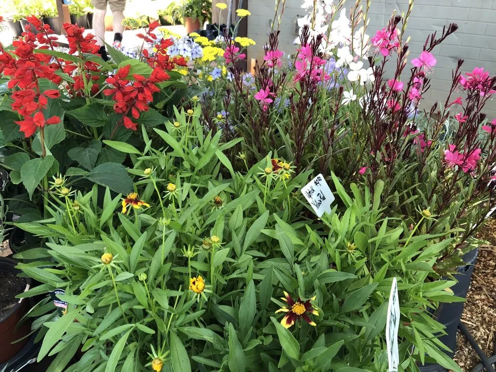 Custom yard maintenance experts serving Senoia, GA - Ashley’s Garden