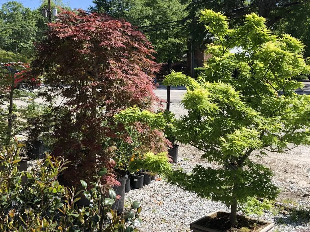 Affordable landscape installation in Senoia, GA - Ashley’s Garden