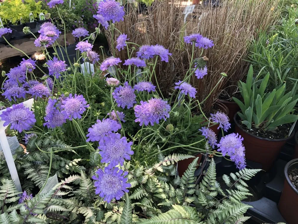 Reliable yard cleanup service in Senoia, GA - Ashley’s Garden