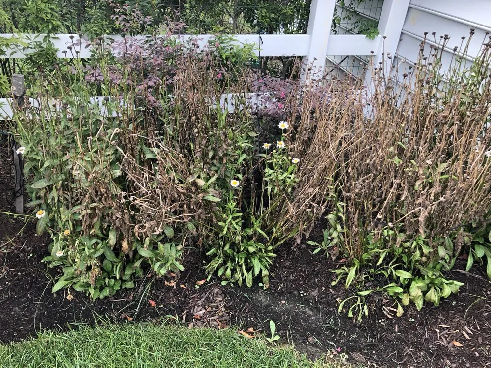 Professional yard cleanup service for residential properties in Virginia Beach, VA by Ashton Landscaping Inc.