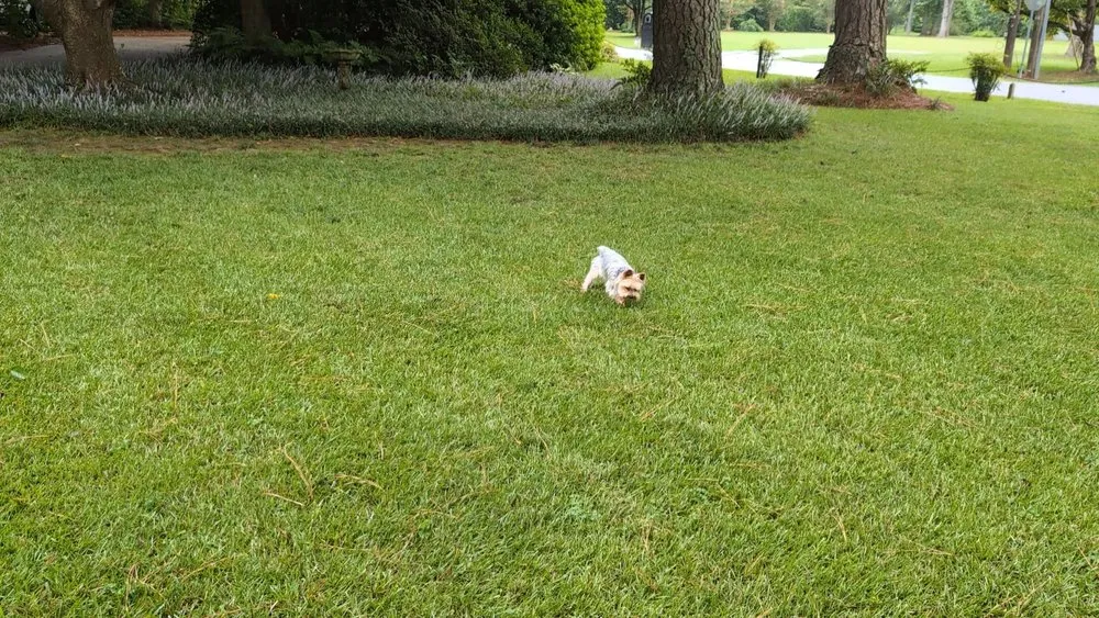 Affordable yard maintenance experts serving Virginia Beach, VA - Ashton Landscaping Inc.