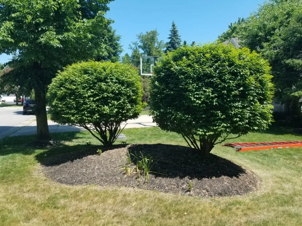 Top-rated yard cleanup service for beautiful yards in Buffalo, NY by Ashton Lawn, Landscape and Snowplowing