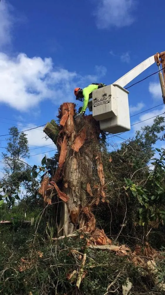 Reliable landscape installation in Hilo, HI - Ashton's Landscape & Tree Service