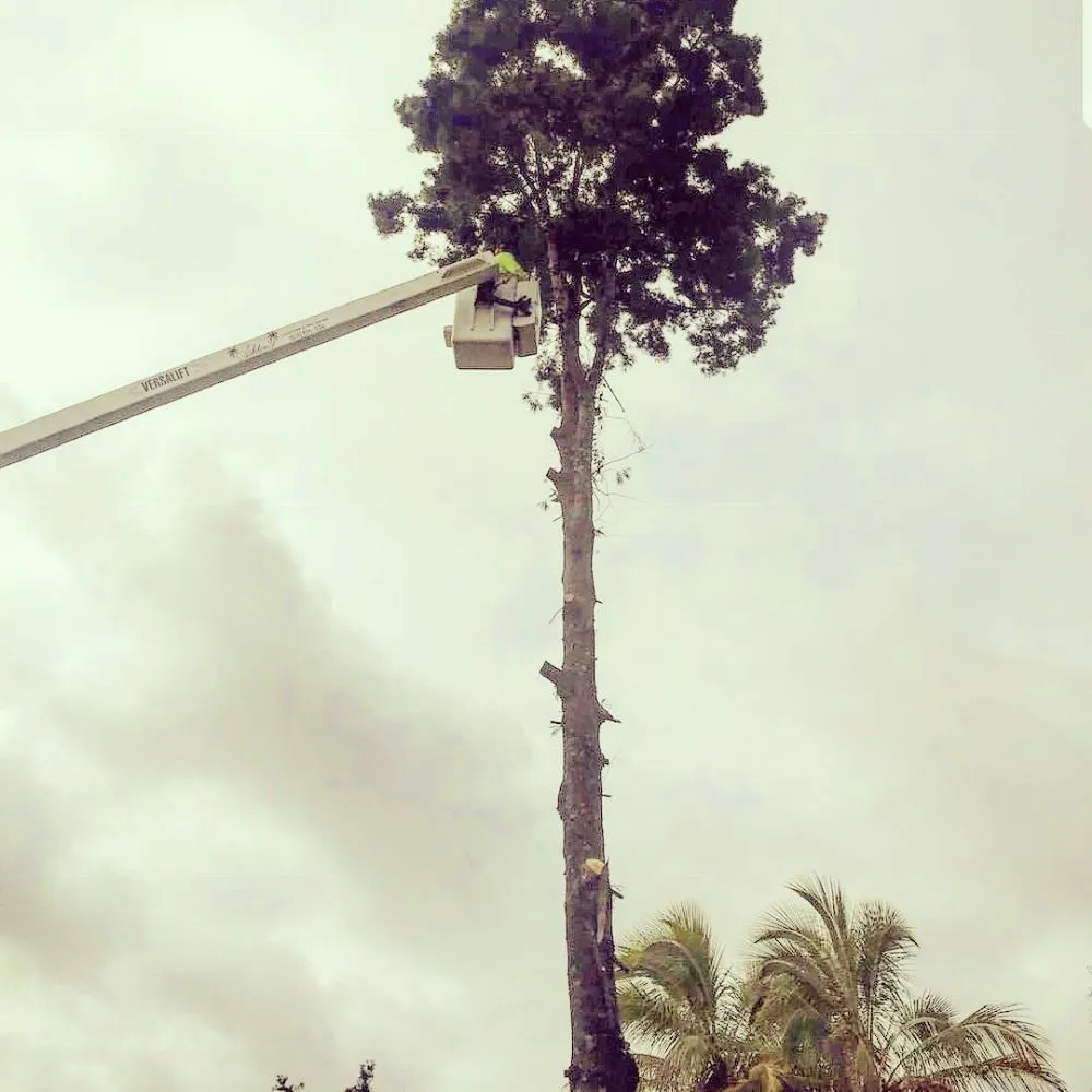 Top-rated garden landscaping for beautiful yards in Hilo, HI by Ashton's Landscape & Tree Service