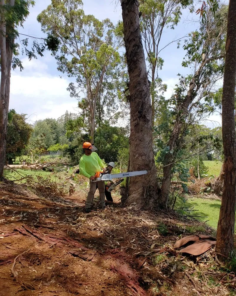 Trusted landscape installation experts serving Hilo, HI - Ashton's Landscape & Tree Service