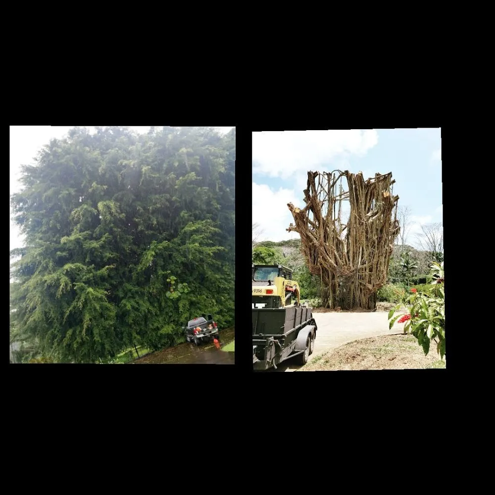 Expert lawn care service near you in Hilo, HI by Ashton's Landscape & Tree Service