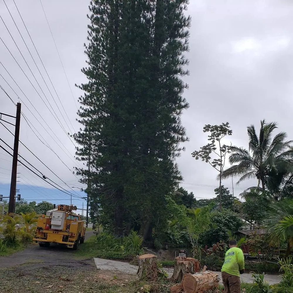 Custom lawn mowing service for year-round maintenance in Hilo, HI by Ashton's Landscape & Tree Service