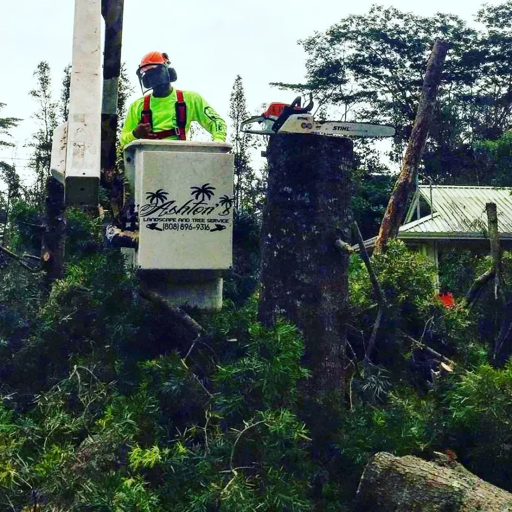 Affordable landscaping services experts serving Hilo, HI - Ashton's Landscape & Tree Service