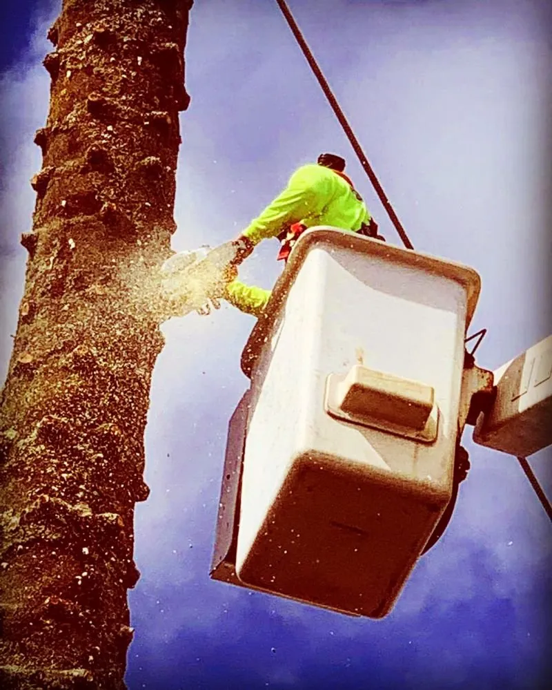 Local residential landscaping in Hilo, HI by Ashton's Landscape & Tree Service