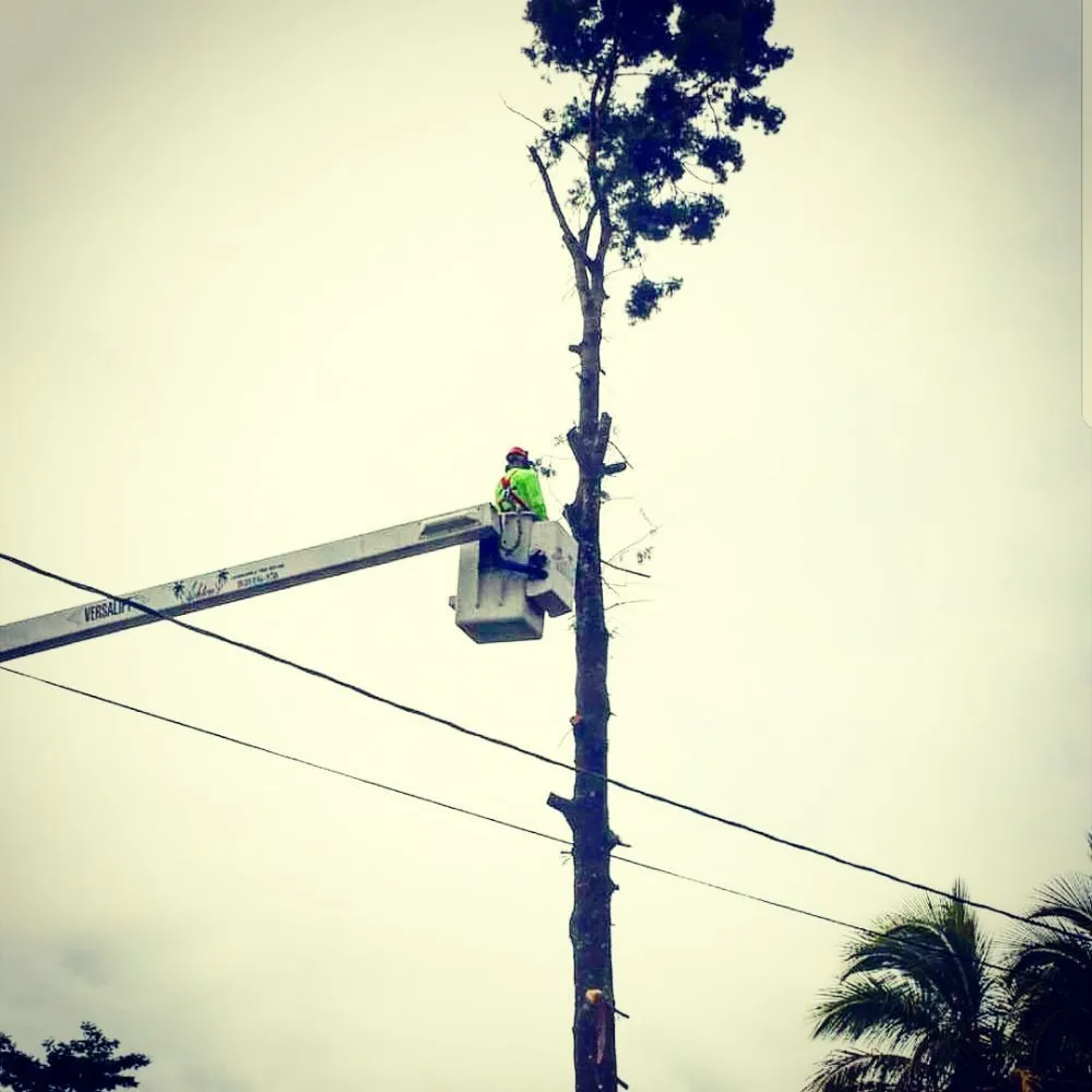 Custom garden landscaping experts serving Hilo, HI - Ashton's Landscape & Tree Service