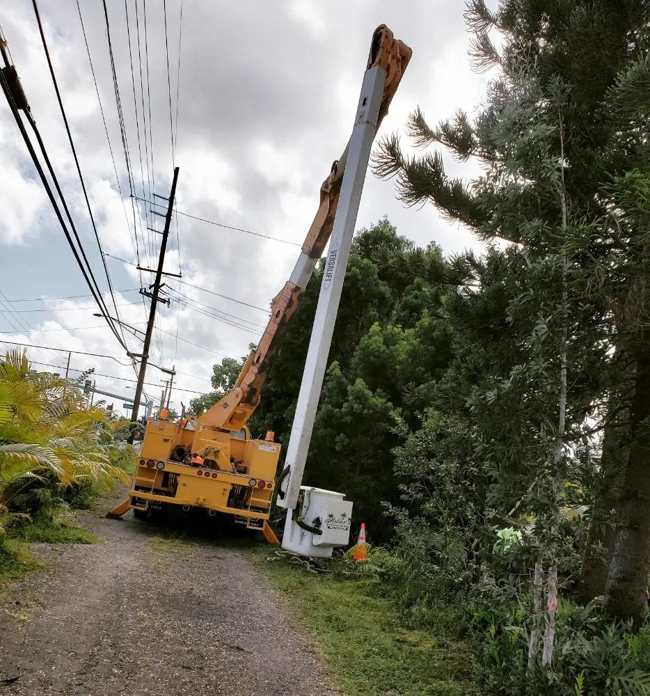 Affordable landscape design for year-round maintenance in Hilo, HI by Ashton's Landscape & Tree Service
