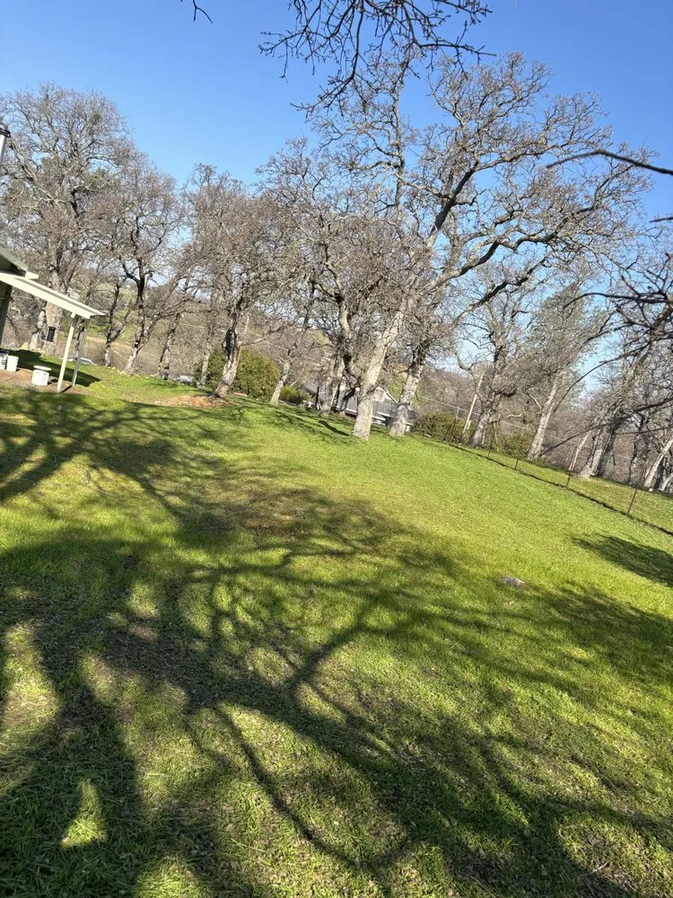 Affordable lawn care service in Valley Springs, CA by Ashtons Yard Maintenance