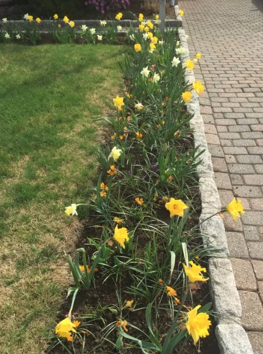 Affordable yard cleanup service in New Milford, CT - Ashwood Property Care