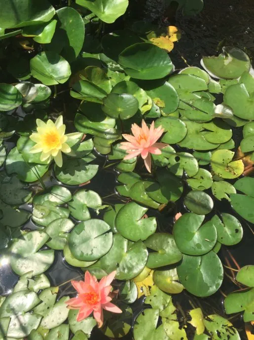 Affordable residential landscaping for beautiful yards in New Milford, CT by Ashwood Property Care