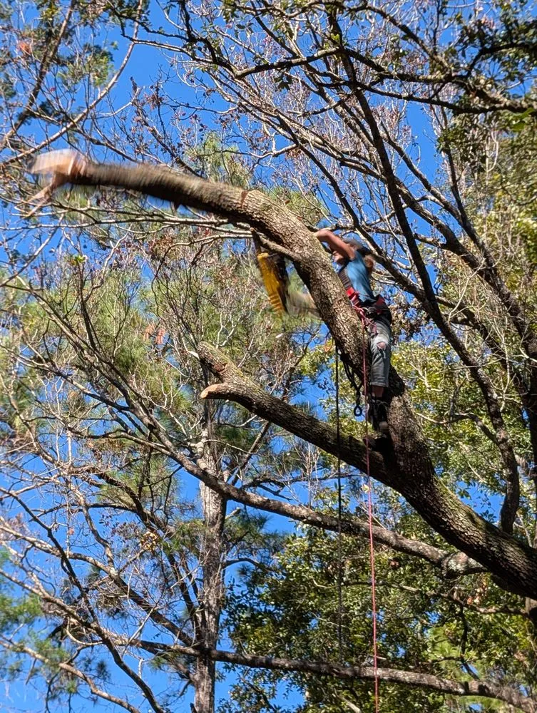 Professional lawn mowing service experts serving Jacksonville, FL - Asia's Trees and Landscaping