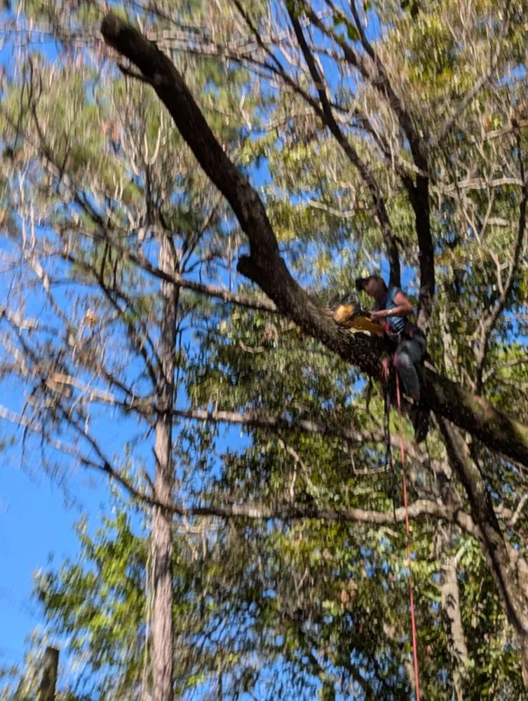 Expert lawn mowing service in Jacksonville, FL - Asia's Trees and Landscaping