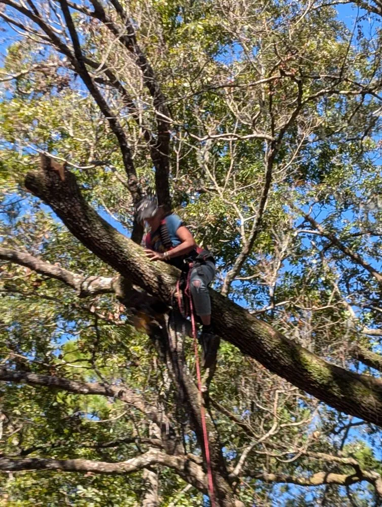 Professional lawn care service in Jacksonville, FL by Asia's Trees and Landscaping