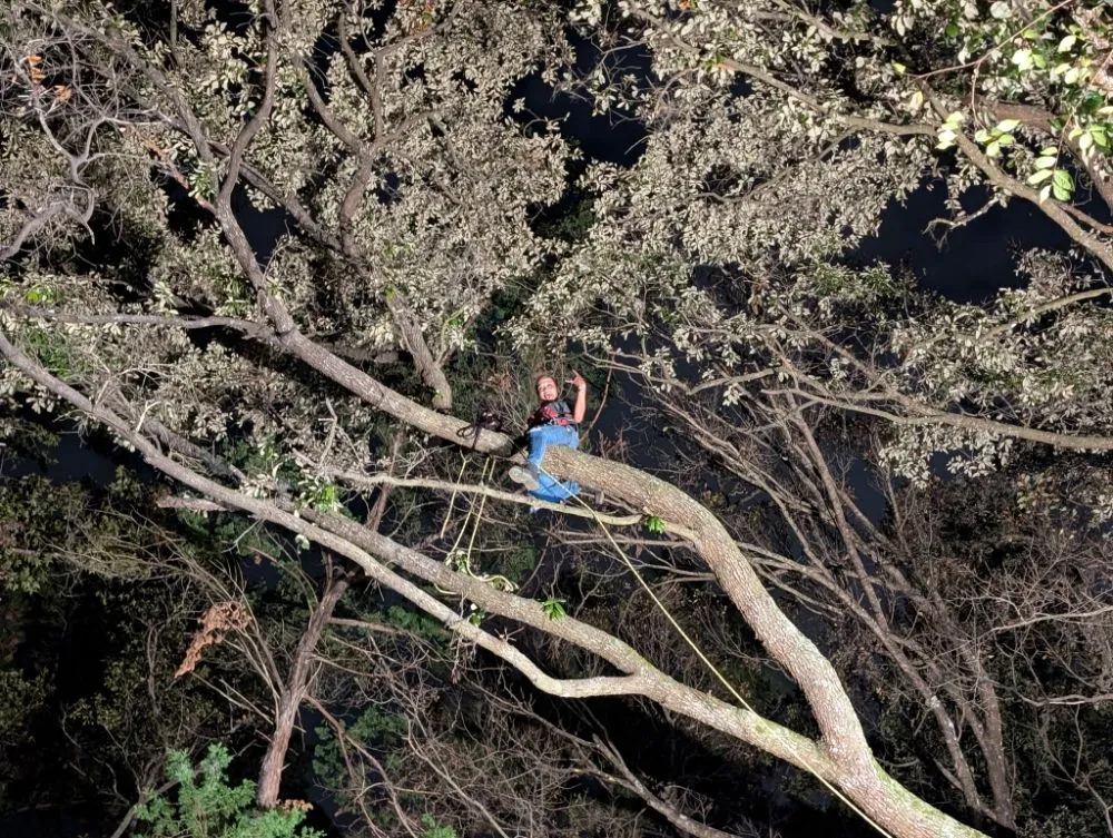 Professional residential landscaping for year-round maintenance in Jacksonville, FL by Asia's Trees and Landscaping