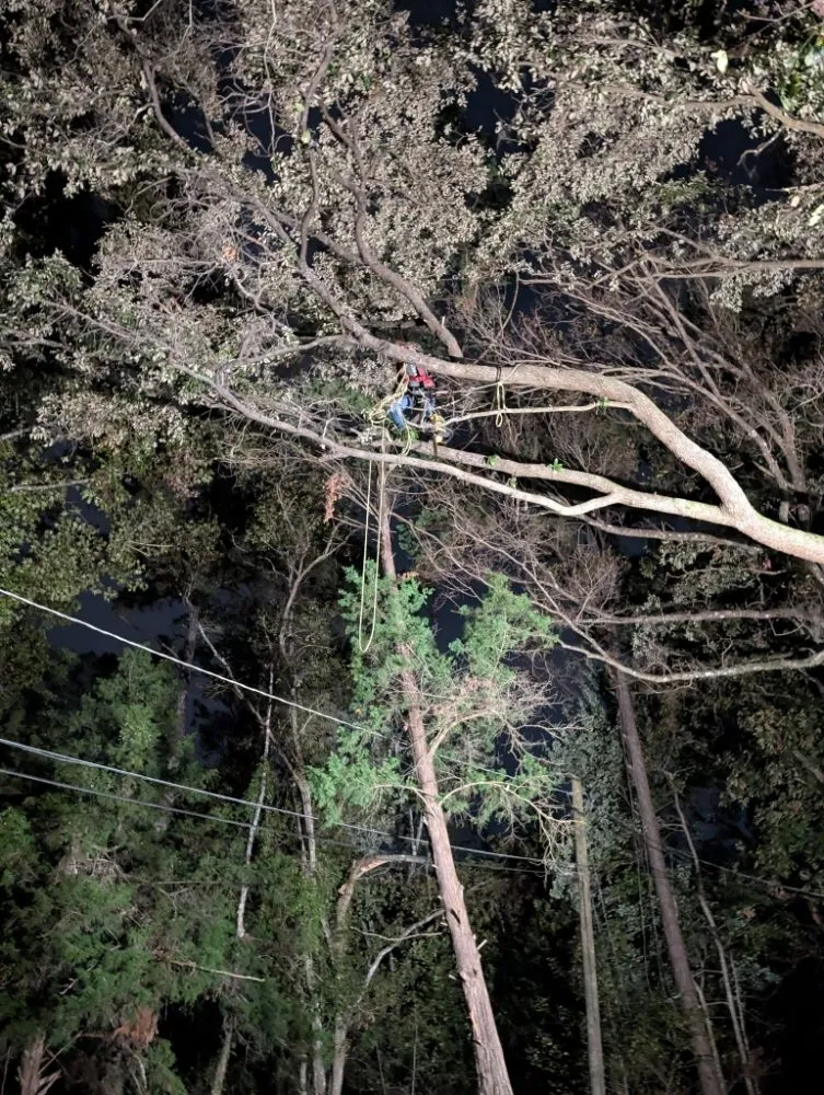 Local landscape design in Jacksonville, FL by Asia's Trees and Landscaping