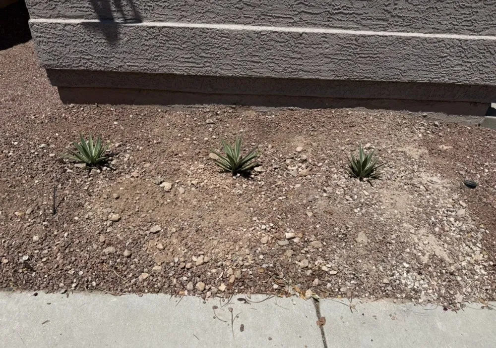 Custom landscape design in Las Vegas, NV - ASL Construction