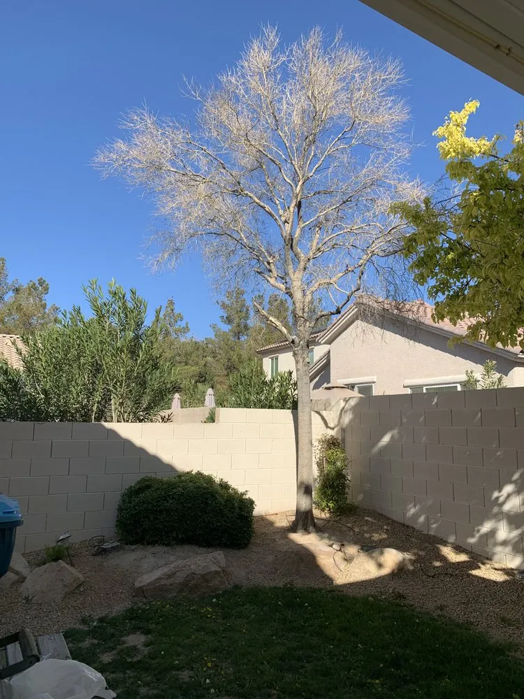 Affordable outdoor landscaping in Las Vegas, NV - ASL Construction