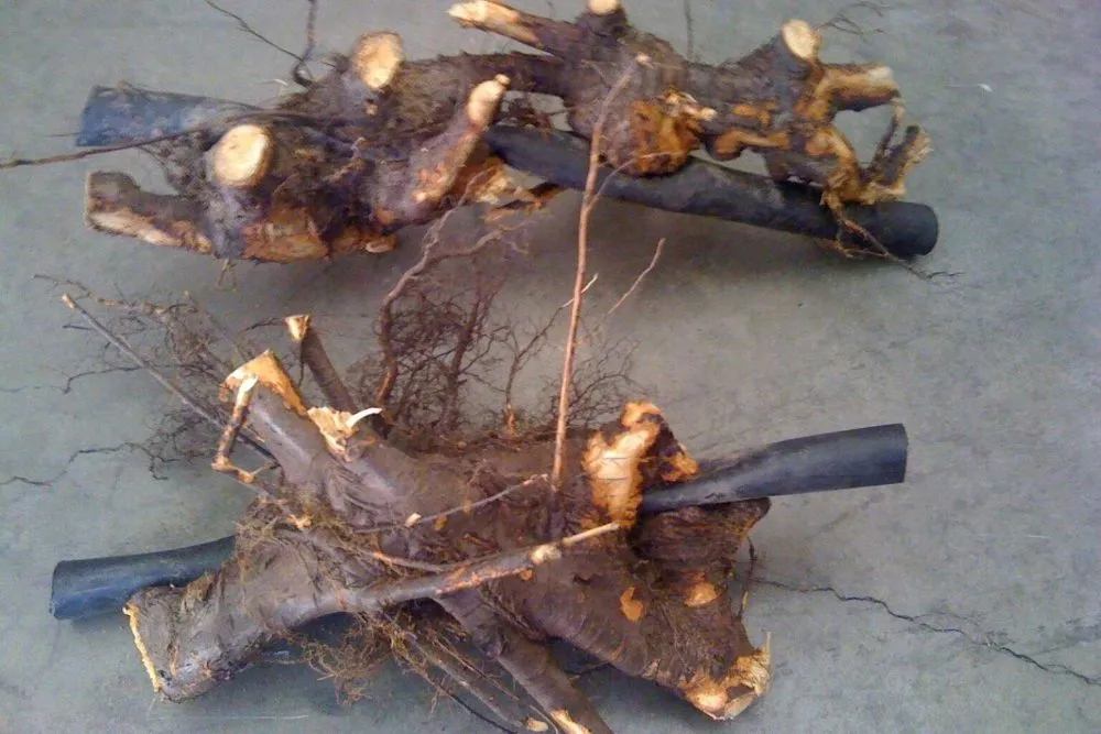 Affordable landscape installation in Spokane, WA by ASM Irrigation