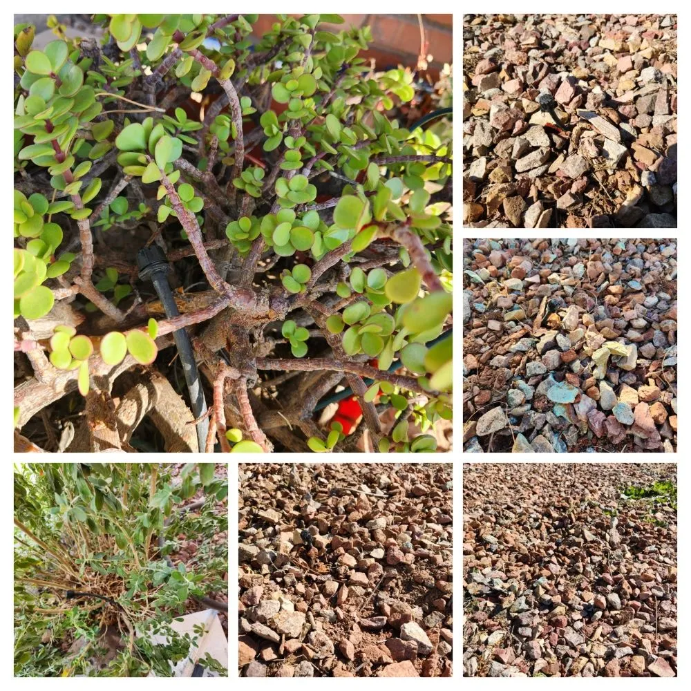 Affordable yard cleanup service for homes in Surprise, AZ by ASM IRRIGATION