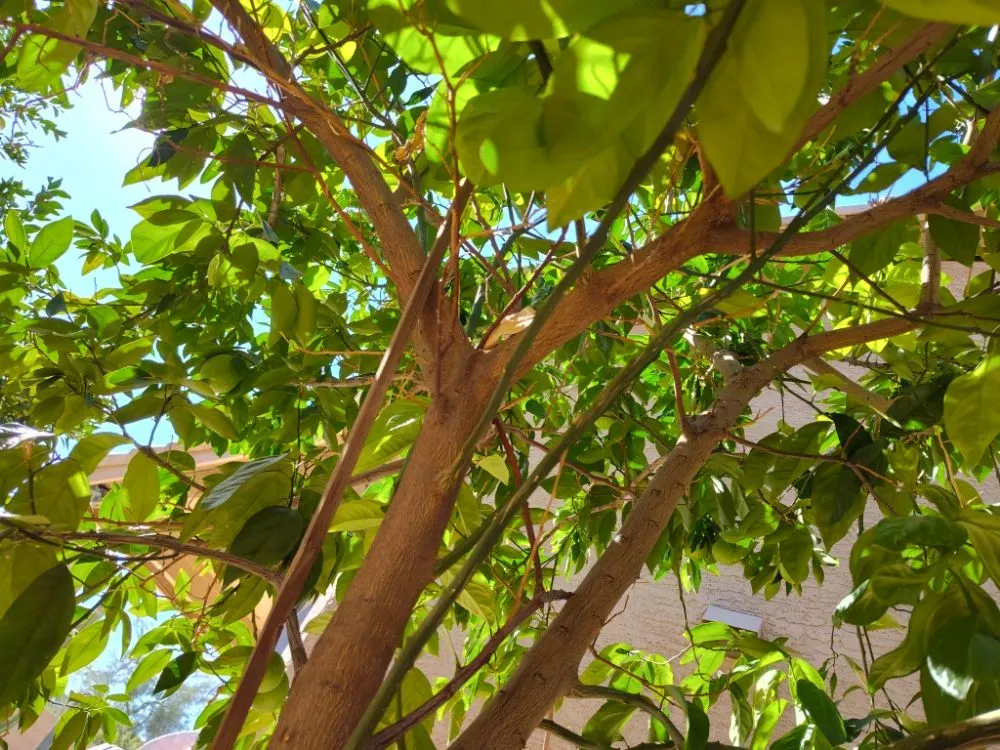 Top-rated residential landscaping near you in Surprise, AZ by ASM IRRIGATION