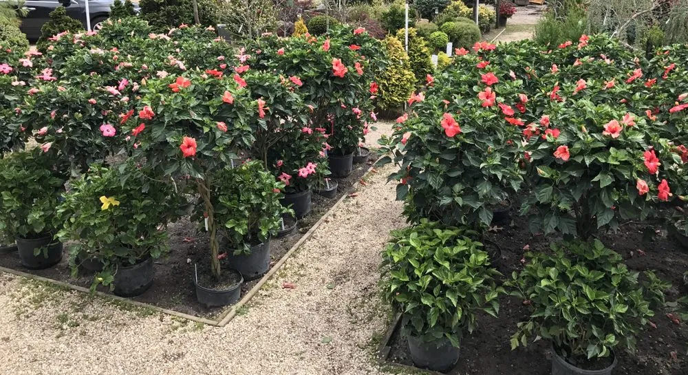 Expert yard maintenance for outdoor upgrades in Westhampton Beach, NY by Aspatuck Gardens