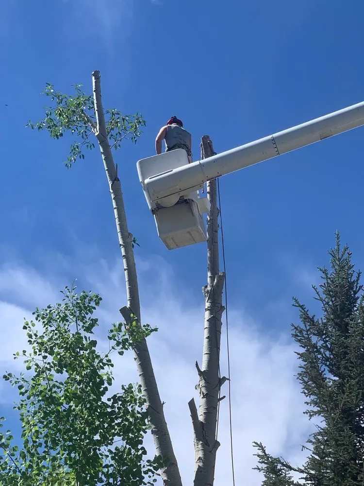 Expert landscape design experts serving Glenwood Springs, CO - Aspen Arborist