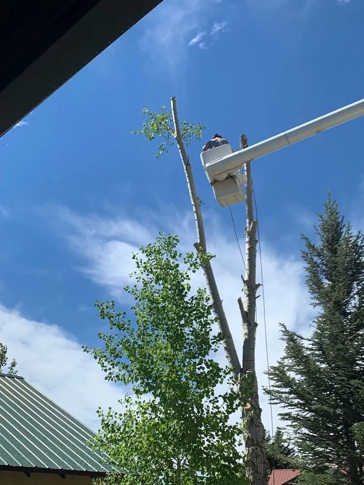 Professional landscape installation in Glenwood Springs, CO - Aspen Arborist