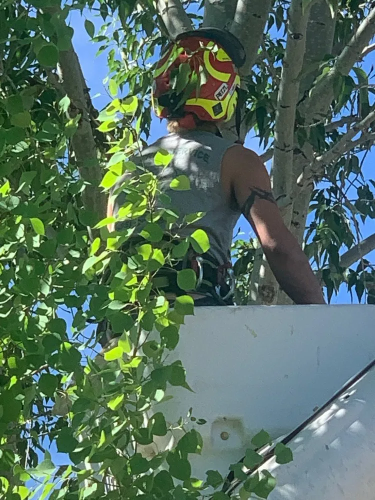 Local landscaping services for beautiful yards across Glenwood Springs, CO - Aspen Arborist