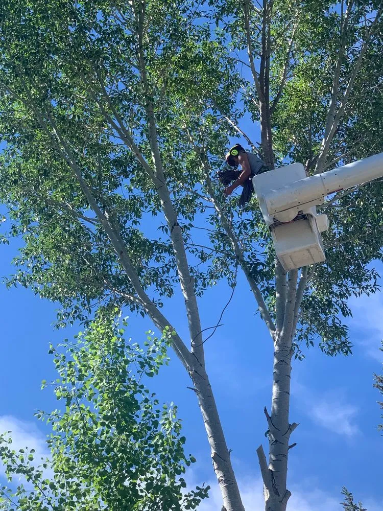 Reliable yard maintenance for residential properties across Glenwood Springs, CO - Aspen Arborist