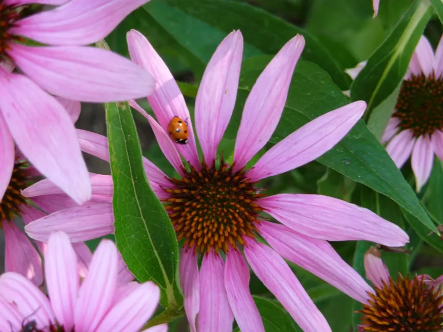 Trusted lawn mowing service for residential properties across Lakewood, CO - Aspen Creek Landscape